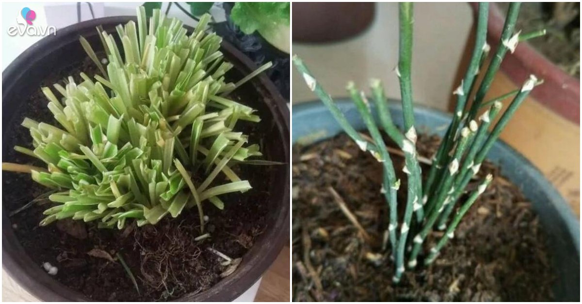 Read more about the article Mang loại hoa này ngắt hết lá và dưỡng lại, cây dễ dàng bung nở sau 2 tháng