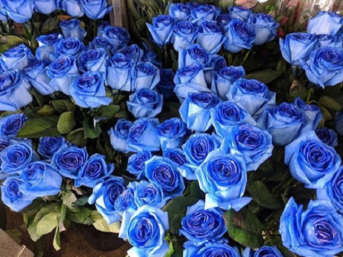 Hình nền hoa hồng xanh đẹp và lãng mạn - ✫ Ảnh đẹp ✫