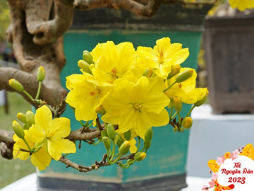 Chỉ một bước nhỏ giúp hoa mai trở thành nhiều bài thuốc tốt cho sức khỏe, đừng dại vứt đi khi hết...