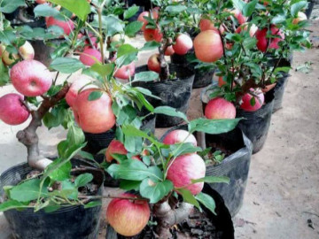 Đi mua cây cảnh về chưng Tết, nhớ né 4 loại cây này kẻo tiền mất tật mang, chưa tới Tết đã tàn