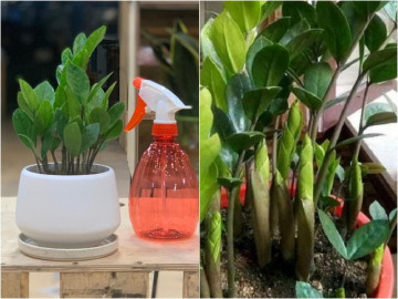 Trồng cây kim tiền đừng chỉ tưới nước, hãy thêm thứ này vào, sang tháng chồi non mọc tua tủa