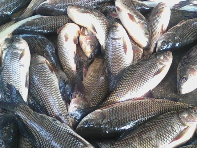 Loại cá xưa có đầy chẳng ai muốn ăn, giờ thành đặc sản được dân thành phố ưa chuộng, 80.000 đồng/kg