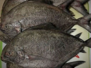 Xem ăn chơi - Loại cá xấu xí, đen sì sì xưa ít người biết đến, giờ thành đặc sản được người sành ăn ưa chuộng, 355.000 đồng/kg