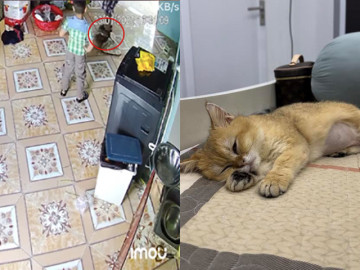 Vụ chú mèo bị trẻ con giẫm đạp đến thoi thóp, bố mẹ nói con nít thì biết gì: Chú mèo được cứu sống, người nhà các bé đã xin lỗi