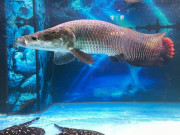 Xem ăn chơi - Loại cá có tên độc lạ, vừa làm thực phẩm vừa làm cá cảnh, dành cho đại gia với giá 3.000.000 đồng/kg