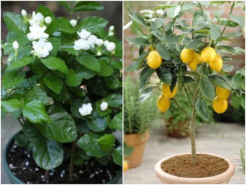 3 loại cây có thể tiệt trùng, để một chậu ở nhà, không khí trong lành, rất tốt cho sức khỏe
