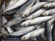 Xem ăn chơi - Loại cá xưa đầy không ai ăn, giờ thành đặc sản xuất hiện trong nhà hàng, vừa ngon vừa bổ, 90.000 đồng/kg