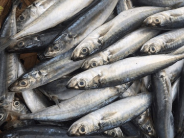 Loại cá xưa đầy không ai ăn, giờ thành đặc sản xuất hiện trong nhà hàng, vừa ngon vừa bổ, 90.000 đồng/kg
