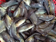 Xem ăn chơi - Loại cá chỉ có ở Thanh Hóa, trở thành đặc sản hấp dẫn người thành phố vì hương vị đặc biệt, 70.000 đồng/kg