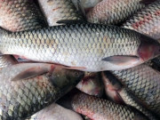 Xem ăn chơi - Loại cá xưa đầy ít người ăn, giờ thành đặc sản xuất hiện trong nhà hàng vì quá thơm ngon, 160.000 đồng/kg