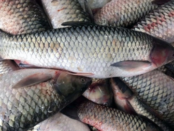 Loại cá xưa đầy ít người ăn, giờ thành đặc sản xuất hiện trong nhà hàng vì quá thơm ngon, 160.000 đồng/kg