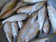 Xem ăn chơi - Loại cá xưa có đầy ít người ăn, giờ thành đặc sản nổi tiếng được dân thành phố ưa chuộng, 120.000 đồng/kg