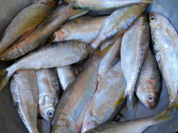 Loại cá xưa có đầy ít người ăn, giờ thành đặc sản nổi tiếng được dân thành phố ưa chuộng, 120.000 đồng/kg