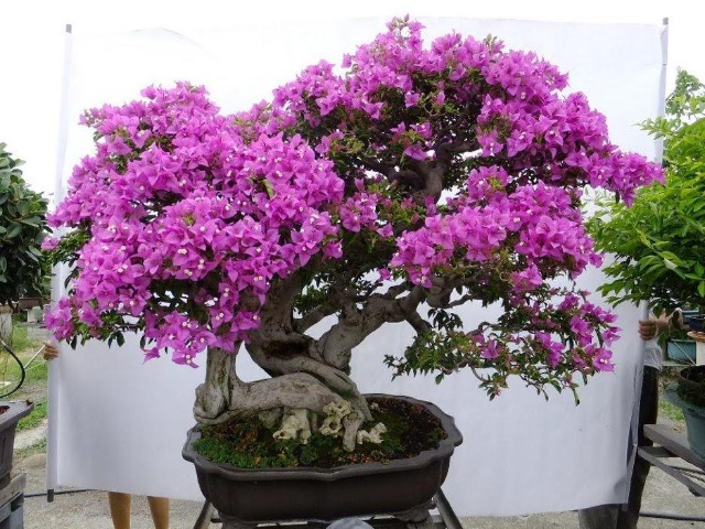 Trồng hoa giấy hãy làm đi làm lại điều này, hoa nở càng nhiều, dễ thành chùm lớn