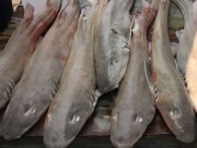 Xem ăn chơi - Loại cá có tên độc lạ trở thành đặc sản nổi tiếng, muốn mua phải đặt trước cả tháng vì quá hiếm, 250.000 đồng/kg