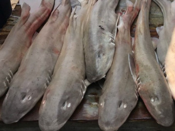 Loại cá có tên độc lạ trở thành đặc sản nổi tiếng, muốn mua phải đặt trước cả tháng vì quá hiếm, 250.000 đồng/kg