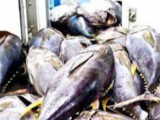 Xem ăn chơi - Loại cá xưa ít ai biết, giờ thành đặc sản quý hiếm có giá trị kinh tế cao, 650.000 đồng/kg