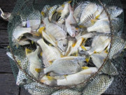 Xem ăn chơi - Loại cá xưa ít ai biết, giờ thành đặc sản nổi tiếng muốn mua phải đặt hàng trước, càng ăn càng mê, 250.000 đồng/kg