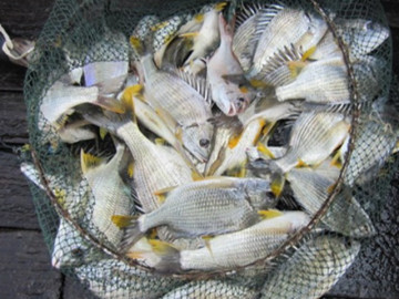 Loại cá xưa ít ai biết, giờ thành đặc sản nổi tiếng muốn mua phải đặt hàng trước, càng ăn càng mê, 250.000 đồng/kg