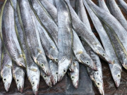 Xem ăn chơi - Loại cá có tên độc lạ, xưa có nhiều ít ai biết, giờ thành đặc sản được bao người ưa chuộng vì ngon, 220.000 đồng/kg
