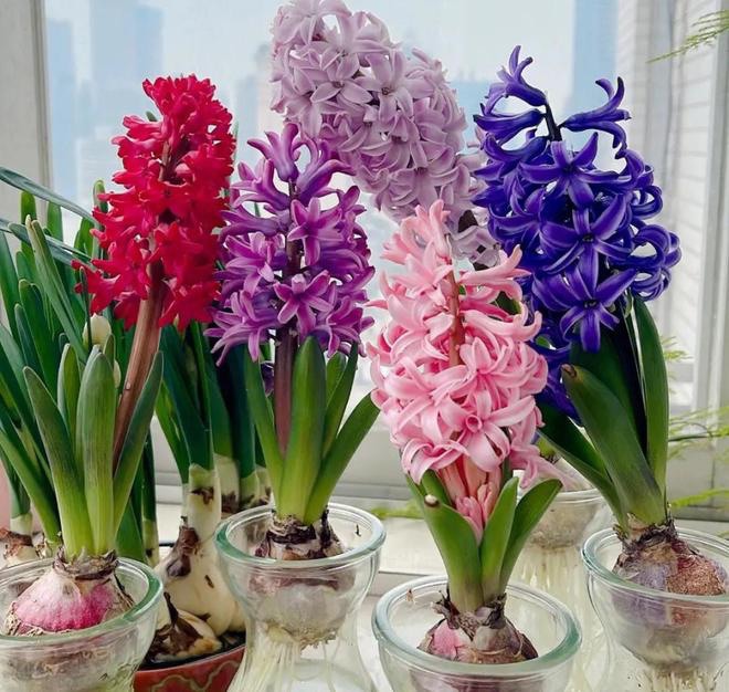 3 loại hoa trồng bằng củ sống khỏe re, hoa nở rực rỡ, nở to như bát chậu