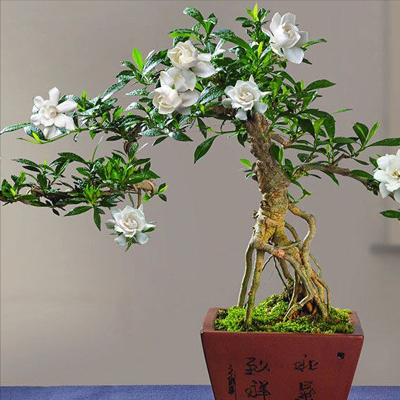 Cây dại mọc hoang quanh khe suối lên chậu thành bonsai đẹp lạ, giá lên tới  vài triệu đồng vẫn được lùng mua