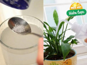 Gia vị trong bếp là “bảo bối” trồng hoa, cứ dùng là cây xanh tốt, hoa nở bung rực rỡ