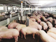 Giá thịt lợn tiếp tục thấp thảm hại, nông dân cứ bán một con lợn lỗ ngay 1 triệu