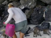 Clip Eva - Video: Bố đấm khỉ hoang, cứu con bên bờ biển