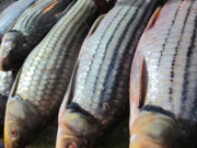 Xem ăn chơi - Loài cá xưa dùng để "tiến vua", giờ trở thành đặc sản xuất hiện trong nhà hàng cao cấp, 690.000 đồng/kg