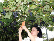 Xem ăn chơi - Vườn nho trĩu quả ở vùng đất mặn Cà Mau