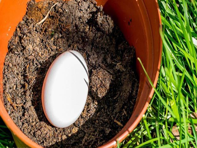 Cô gái lén lấy quả trứng chôn xuống vườn, ai cũng ngạc nhiên khi thấy thành quả