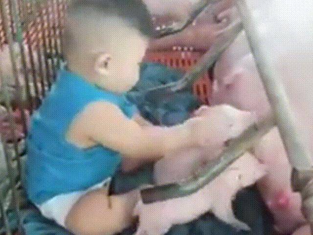 Ngồi bệt chơi với đàn lợn con say sữa, bé 9 tháng ở Đồng Nai bỗng nổi như cồn