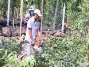 Thực hư thông tin thương lái Trung Quốc mua rễ tiêu để... làm thuốc Thực hư thông tin thương lái Trung Quốc mua rễ tiêu để... làm thuốc