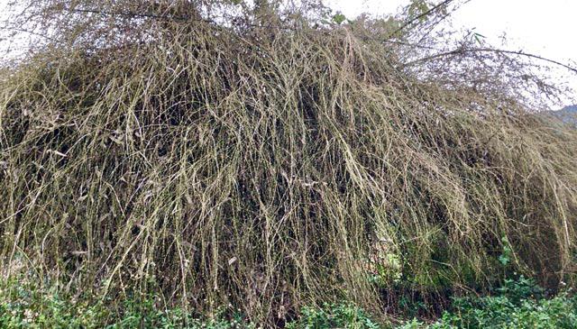 qua hiém: bui hoa tre to nhu chuong nhot trau, bo ỏ quang ngai - 1