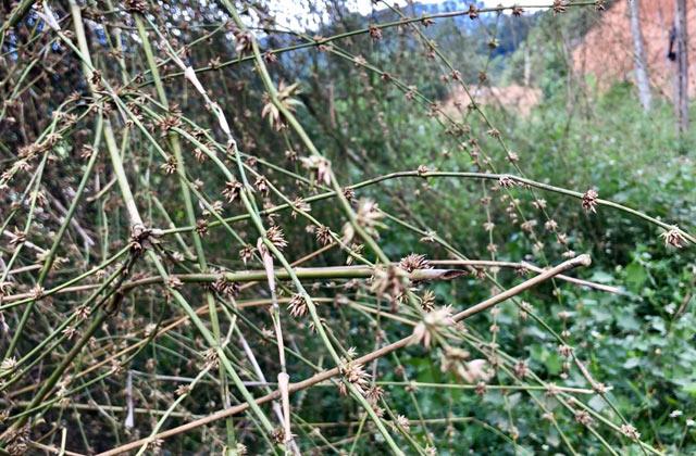 qua hiém: bui hoa tre to nhu chuong nhot trau, bo ỏ quang ngai - 2