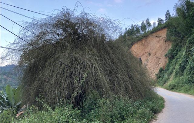 qua hiém: bui hoa tre to nhu chuong nhot trau, bo ỏ quang ngai - 3