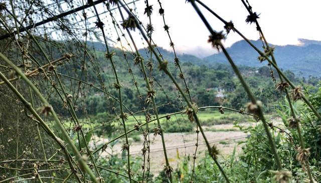 qua hiém: bui hoa tre to nhu chuong nhot trau, bo ỏ quang ngai - 5