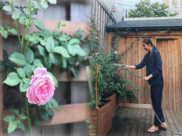 Mê mẩn vườn hồng đẹp an yên và bí quyết chăm hồng nở rực rỡ của Tăng Thanh Hà