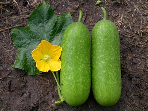 che do an khac nghiet giup "nu hoang noi y" ngoc trinh siet eo 56 van nguoi me - 9