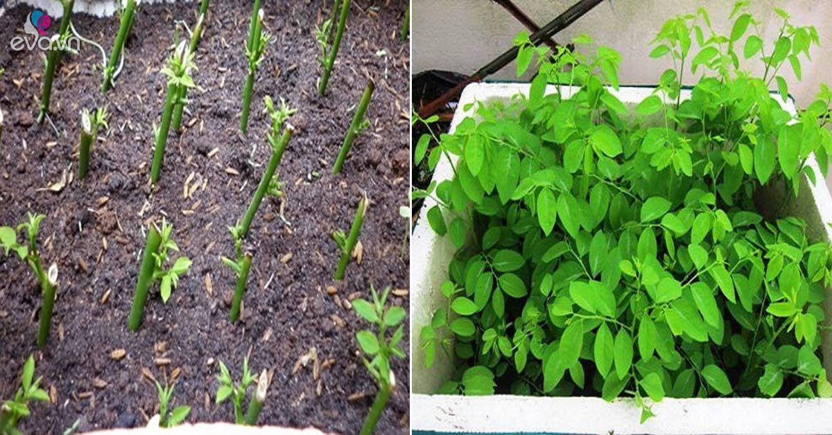 Mô hình trồng rau ngót làm giàu  Công Nghệ Xanh Việt Nam  Công Nghệ Xanh  Việt Nam