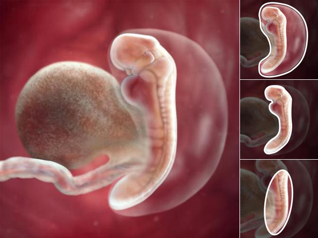 Thai nhi 5 tuần tuổi: Bé trông giống một con nòng nọc hơn là một em bé