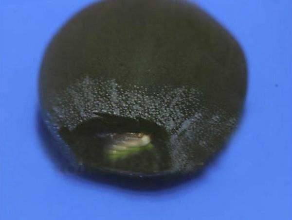 meo trong va cham hoa sen trang vua cho nhieu bong lai no dep nhat - 6