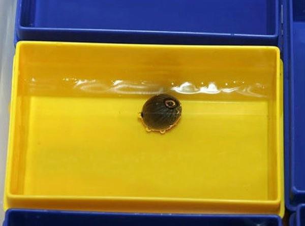 meo trong va cham hoa sen trang vua cho nhieu bong lai no dep nhat - 5