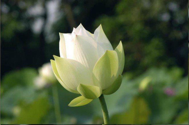 Khám phá hơn 91 hoa sen trắng đẹp nhất thế giới siêu hot 