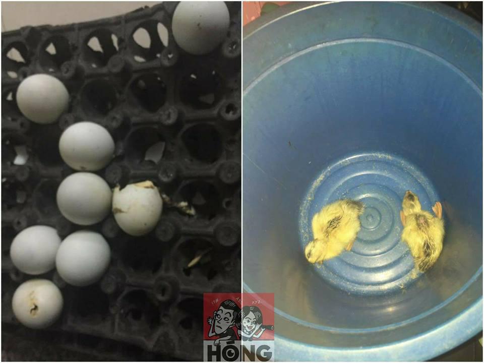 troi nong, dan mang khoc meu vi mua trung vit lon tuong duoc bua ngon, ai de phai... lam me - 3