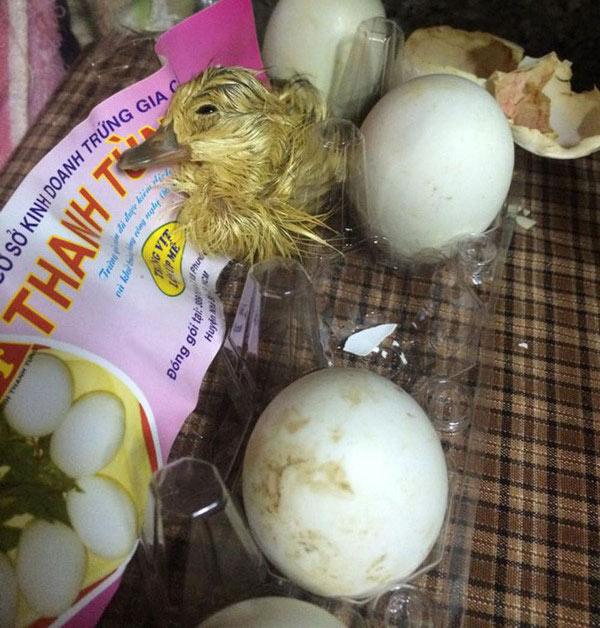 troi nong, dan mang khoc meu vi mua trung vit lon tuong duoc bua ngon, ai de phai... lam me - 4