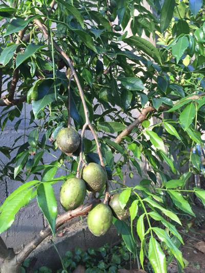 phat them khu vuon du loai cay trai sai triu qua cua dien vien le phuong - 10