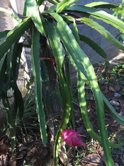 phat them khu vuon du loai cay trai sai triu qua cua dien vien le phuong - 11