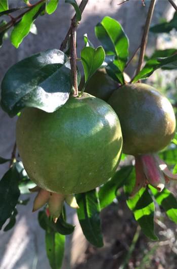 phat them khu vuon du loai cay trai sai triu qua cua dien vien le phuong - 13